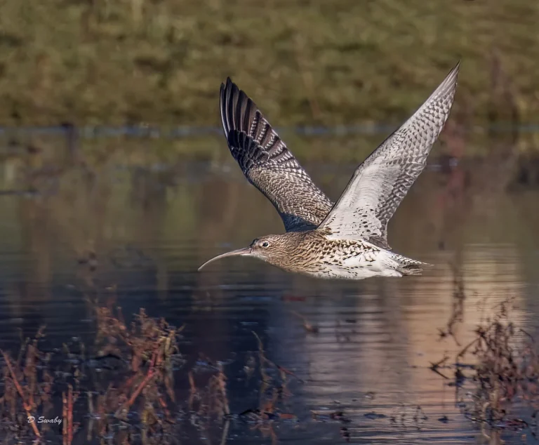 Curlew