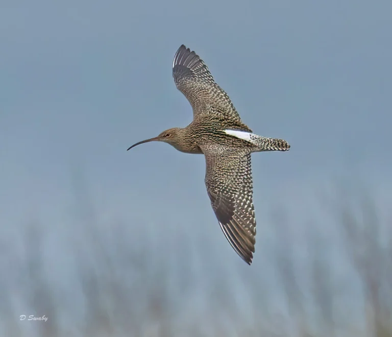 Curlew