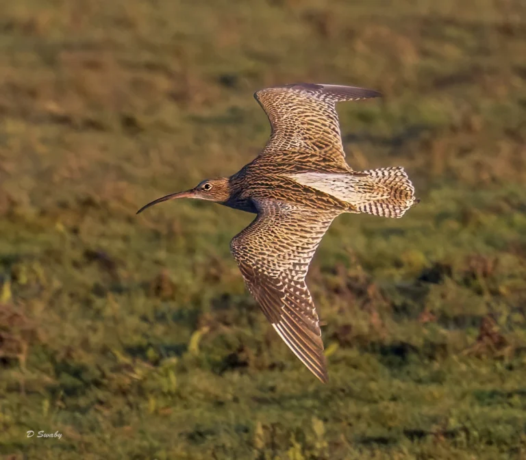 Curlew