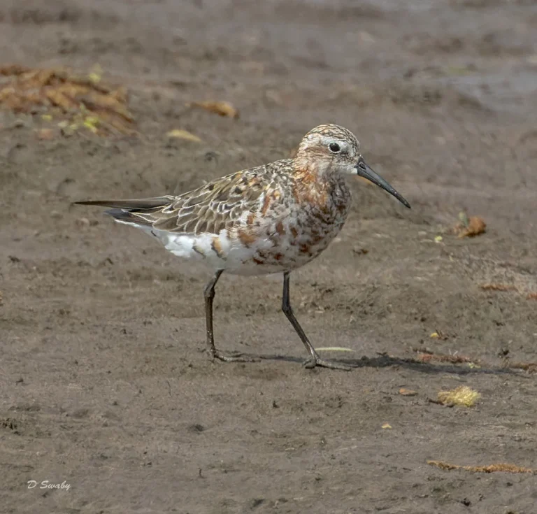 Curlew Sandpiper