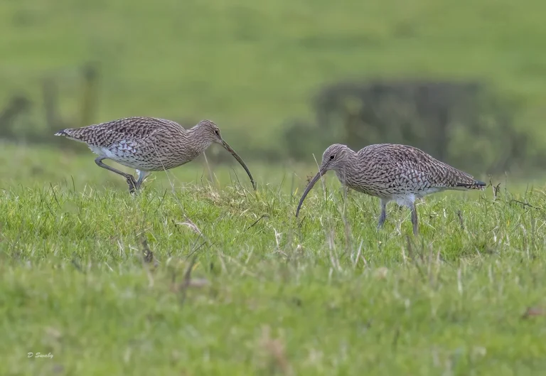 Curlews