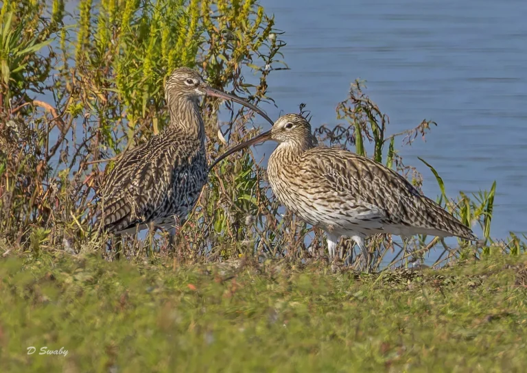 Curlews