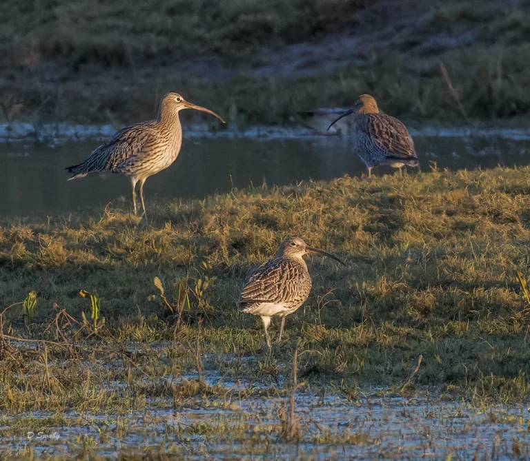 Curlews in winter sun