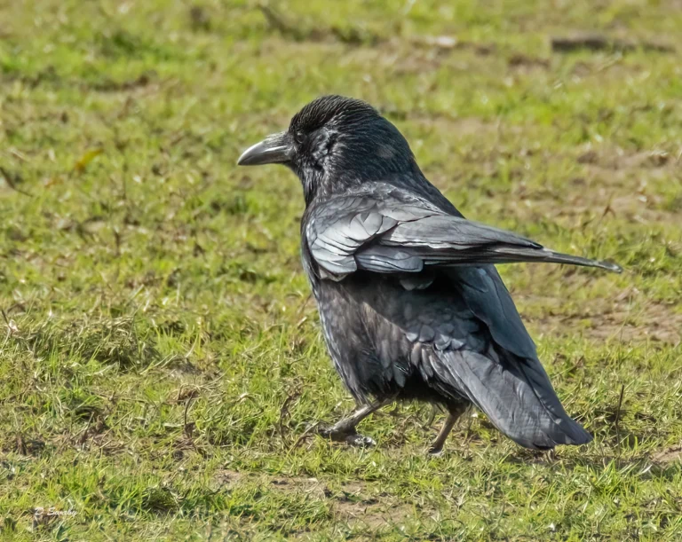 Bird Gallery 2021