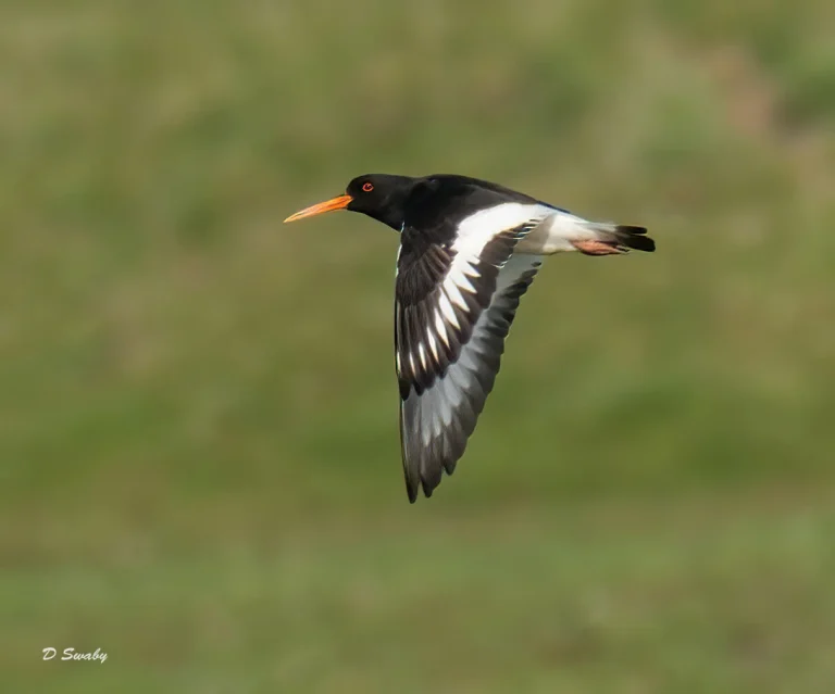 Bird Gallery 2021
