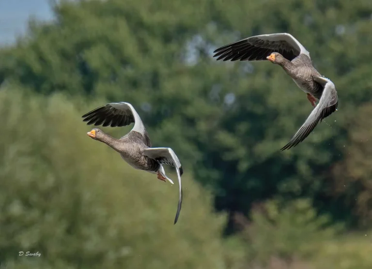 Bird Gallery 2019