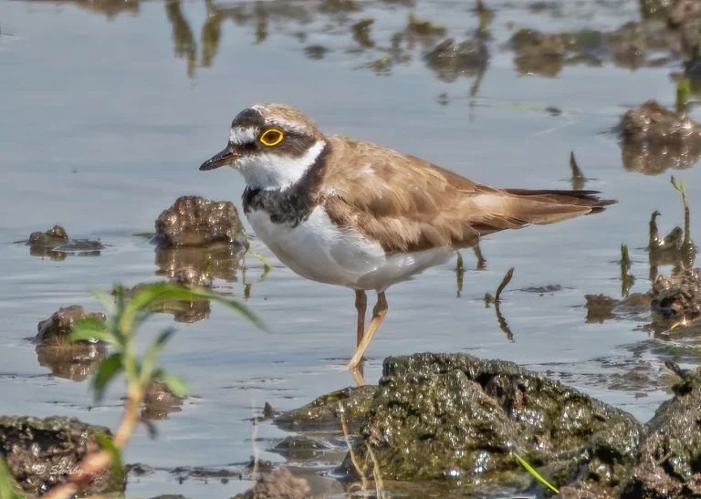 Bird Gallery 2020