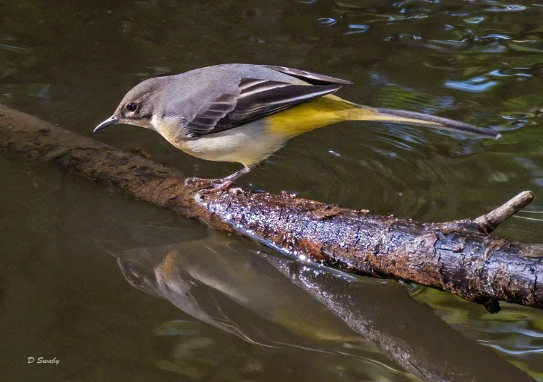 Bird Gallery 2020