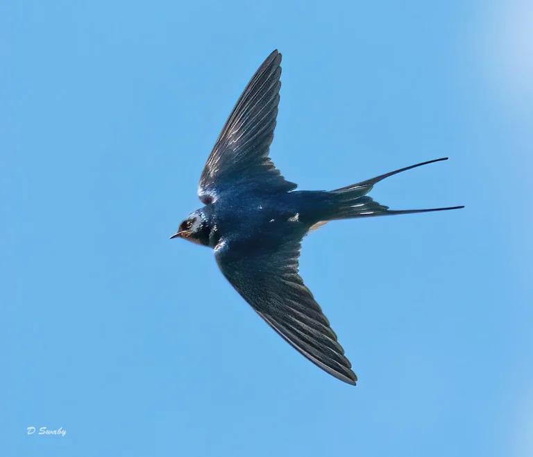 Bird Gallery 2021
