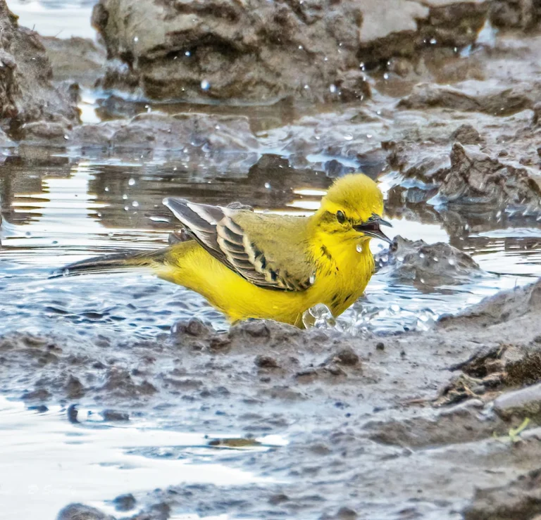 Bird Gallery 2021