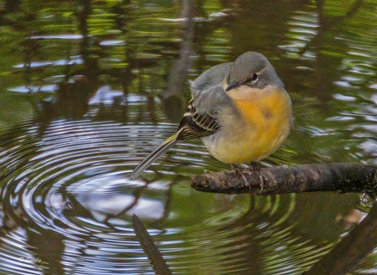 Bird Gallery 2020