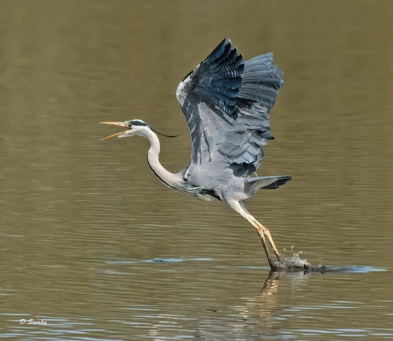 Bird Gallery 2021