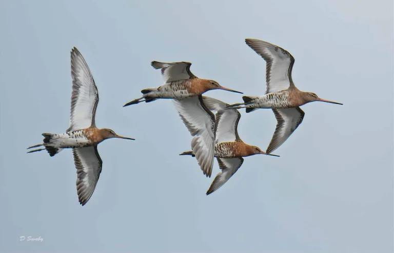 Bird Gallery 2019