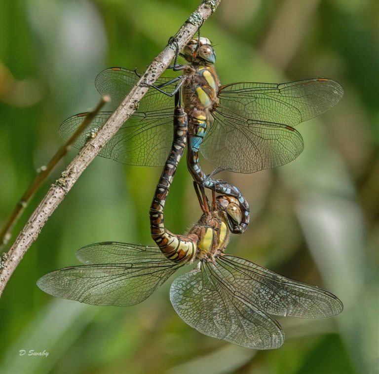 Insects