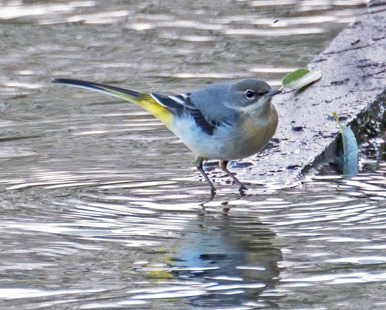 Bird Gallery 2019