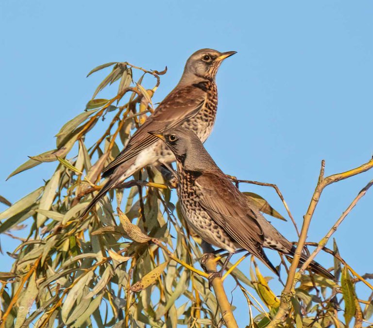 Bird Gallery 2019