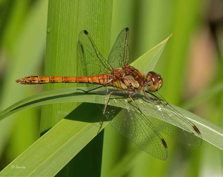 Insects