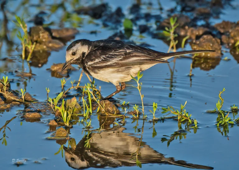 Bird Gallery 2020