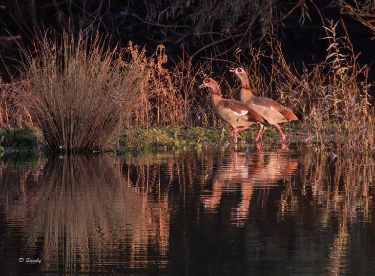 Bird Gallery 2019