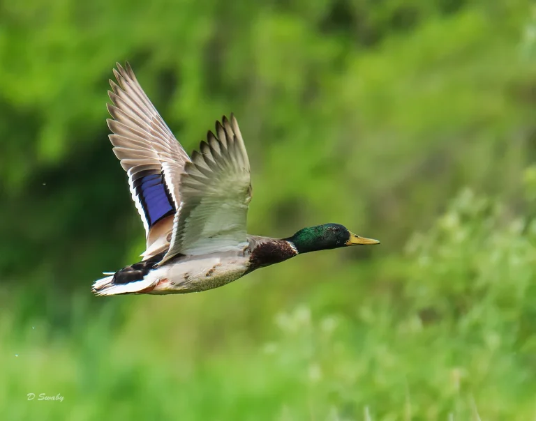 Bird Gallery 2020