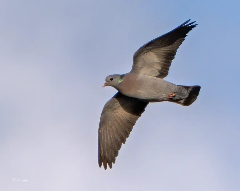 Bird Gallery 2020