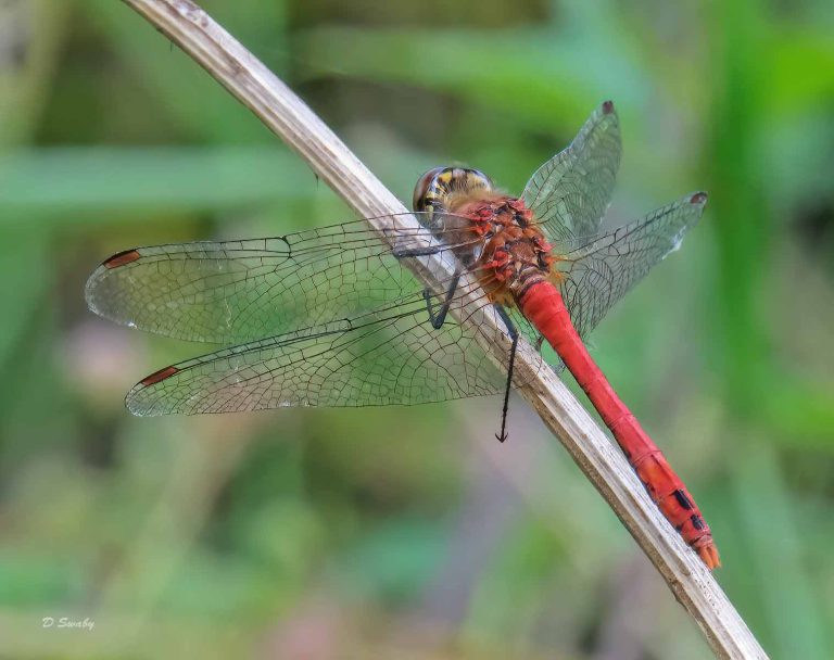 Insects