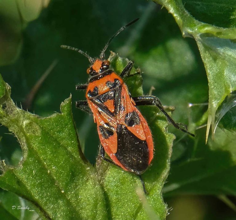 Insects