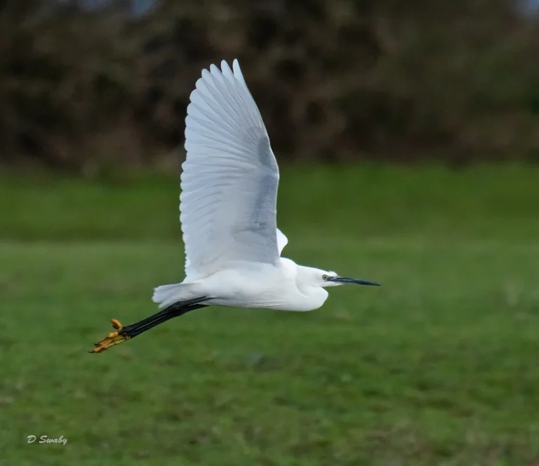 Bird Gallery 2021