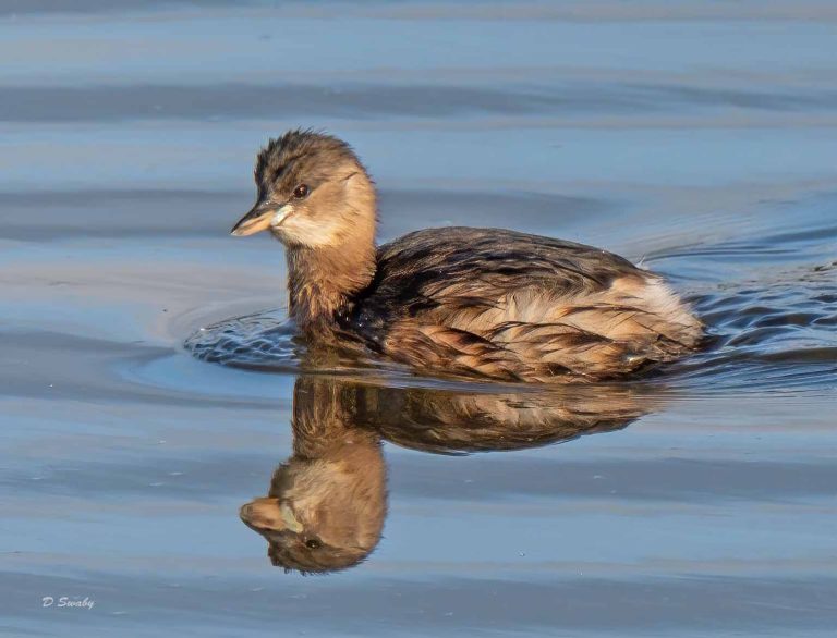 Bird Gallery 2019