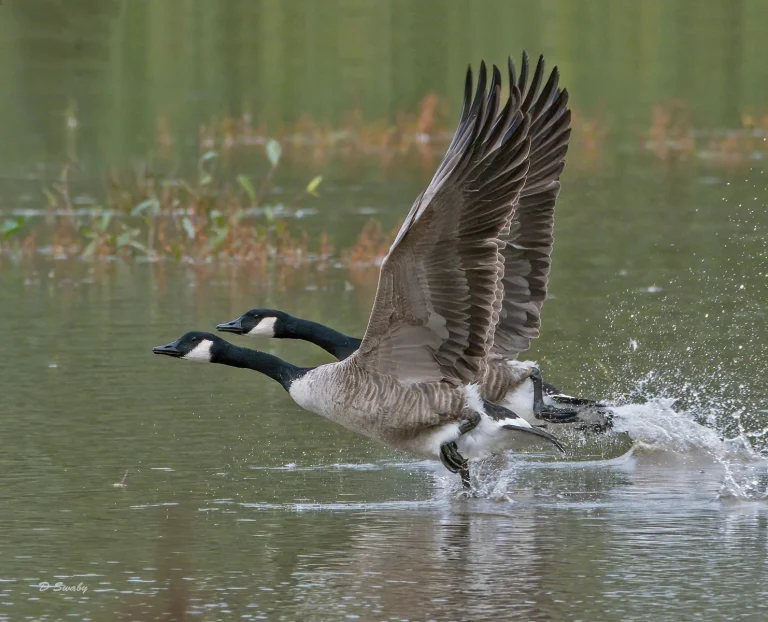 Bird Gallery 2020