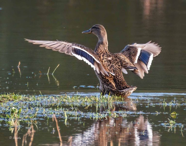 Bird Gallery 2019