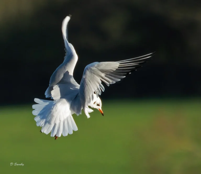Bird Gallery 2020
