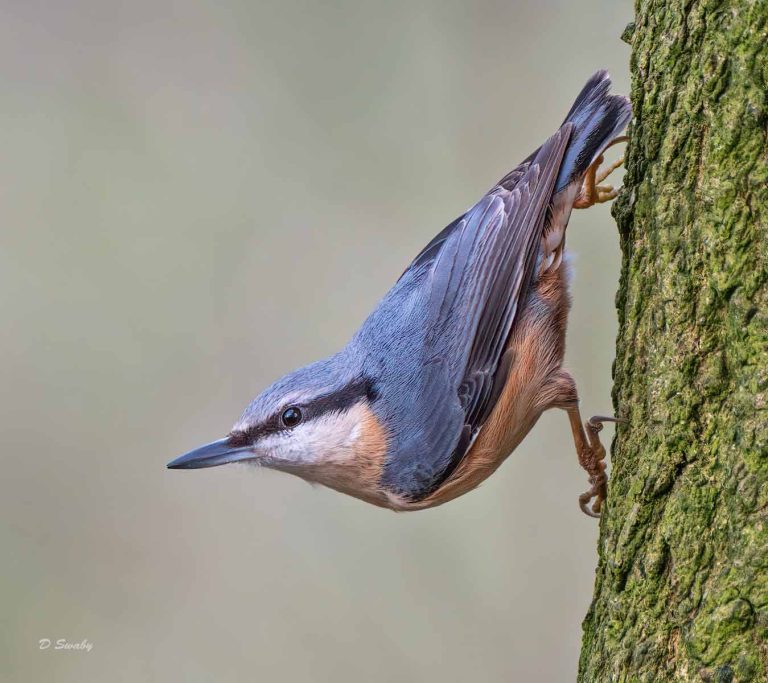 Bird Gallery 2019