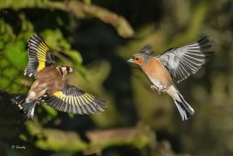 Bird Gallery 2021