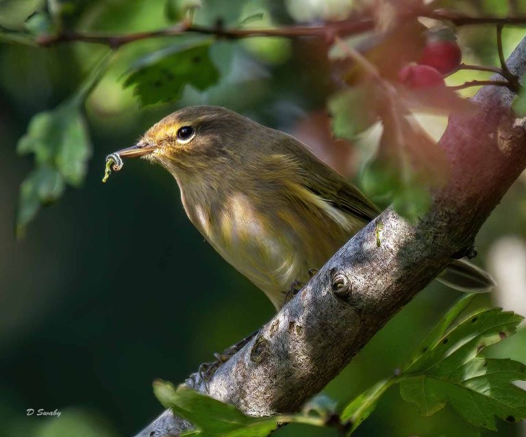 Bird Gallery 2019