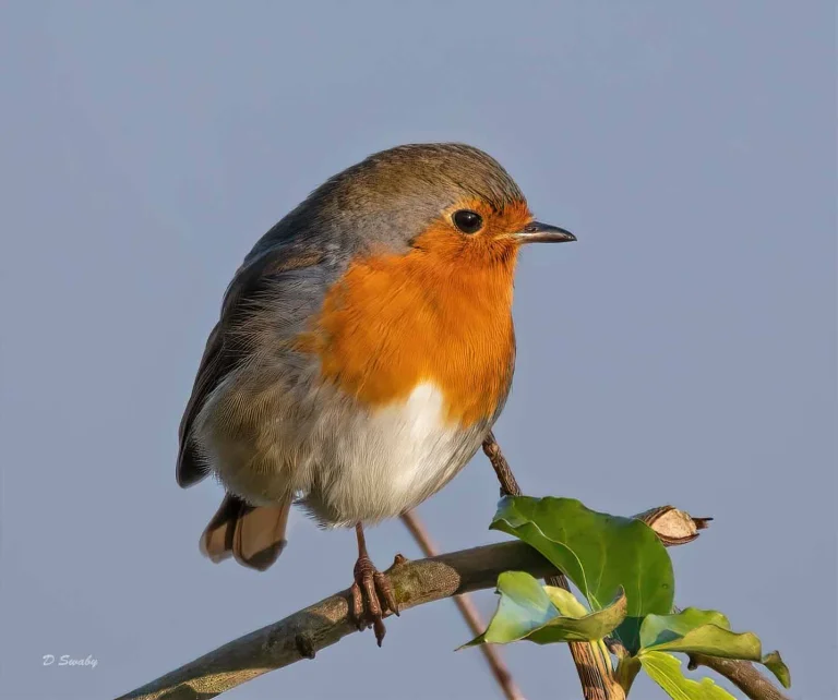 Bird Gallery 2019