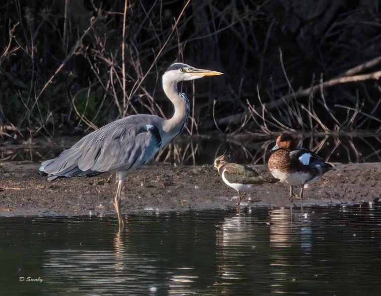 Bird Gallery 2019