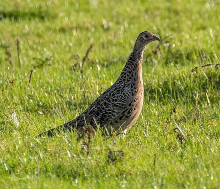 Bird Gallery 2019