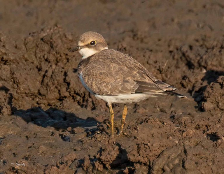Bird Gallery 2019