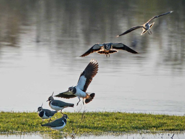Bird Gallery 2019