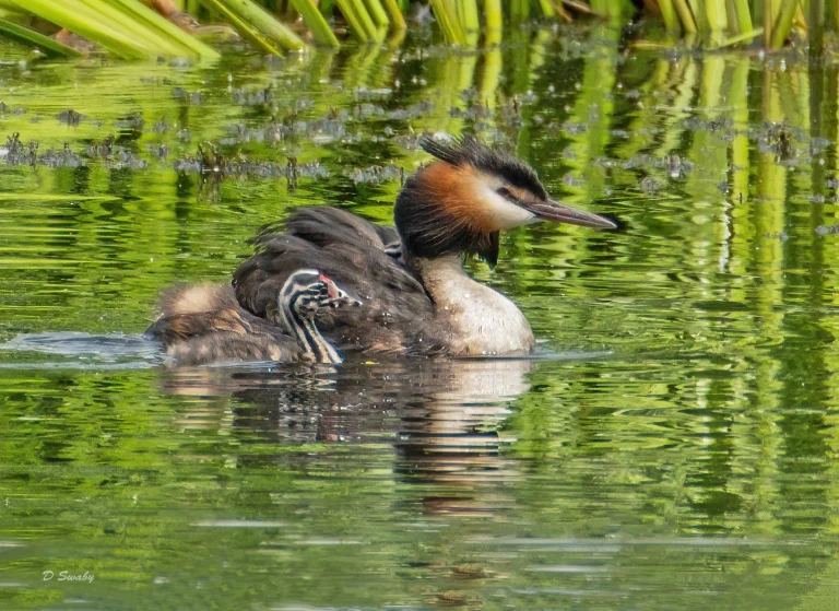 Bird Gallery 2021