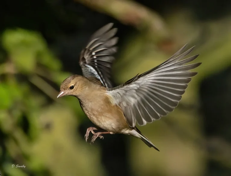 Bird Gallery 2021