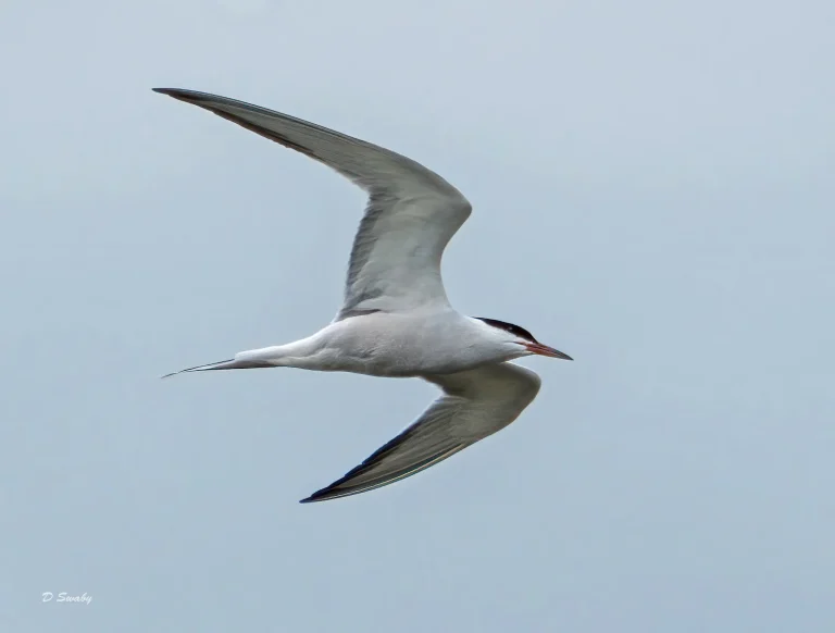 Bird Gallery 2021