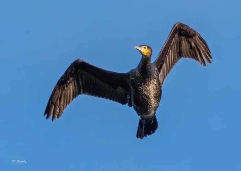 Bird Gallery 2019