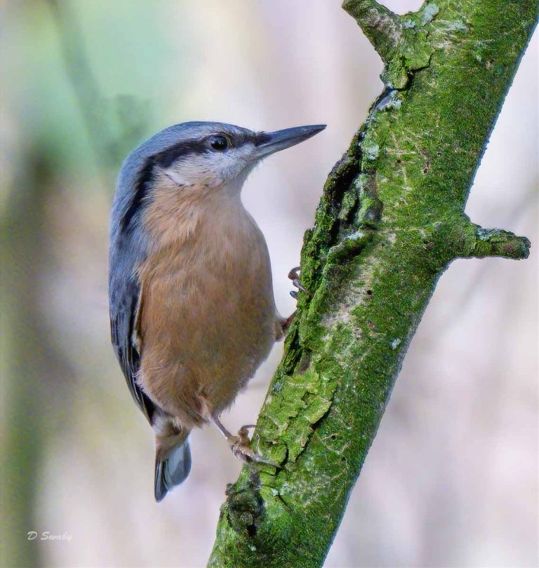 Bird Gallery 2019