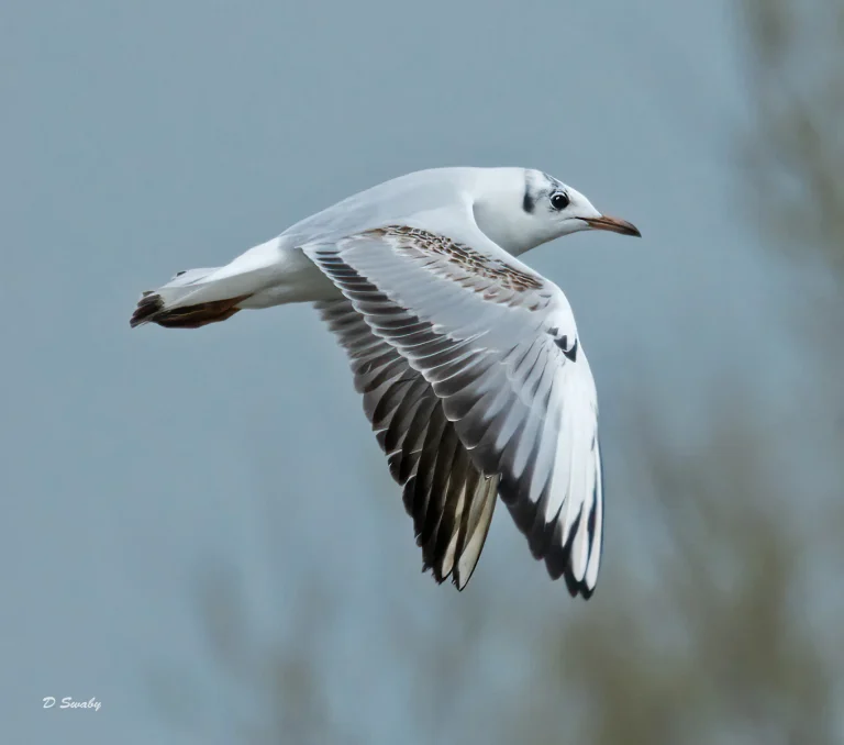 Bird Gallery 2021