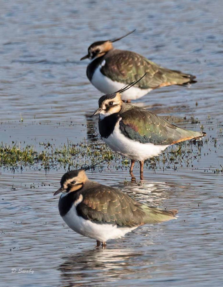 Bird Gallery 2019
