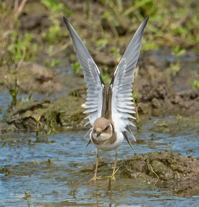 Bird Gallery 2020