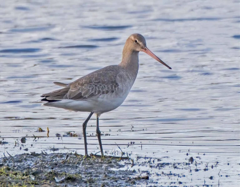 Bird Gallery 2019