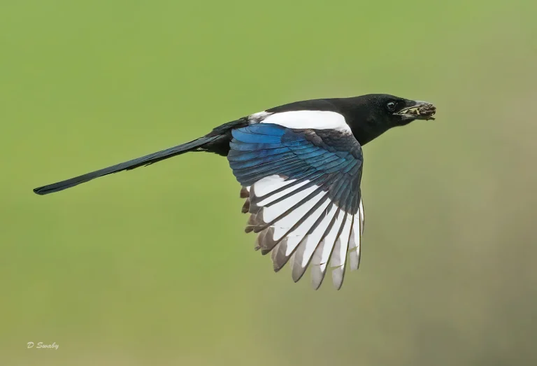 Bird Gallery 2021